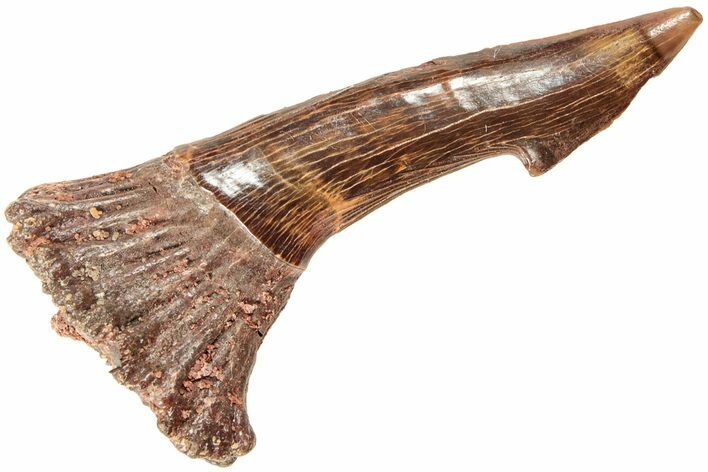 Fossil Sawfish (Onchopristis) Rostral Barb - Morocco #208797